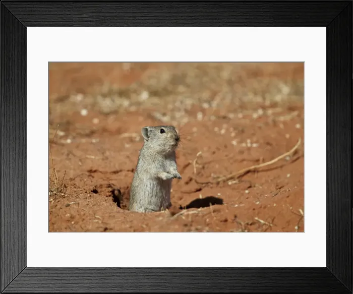 Framed Print : Brants whistling rat (Parotomys brantsii), Kgalagadi Transfrontier Park, South Africa Framed Print : Brants whistling rat (Parotomys brantsii), Kgalagadi Transfrontier Park, South Africa