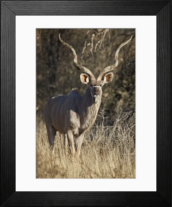 Framed Print : Greater Kudu (Tragelaphus strepsiceros) bull, Kgalagadi Transfrontier Park, South Africa Framed Print : Greater Kudu (Tragelaphus strepsiceros) bull, Kgalagadi Transfrontier Park, South Africa