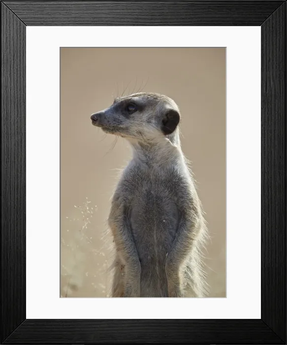 Framed Print : Meerkat (suricate) (Suricata suricatta), Kgalagadi Transfrontier Park, South Africa Framed Print : Meerkat (suricate) (Suricata suricatta), Kgalagadi Transfrontier Park, South Africa