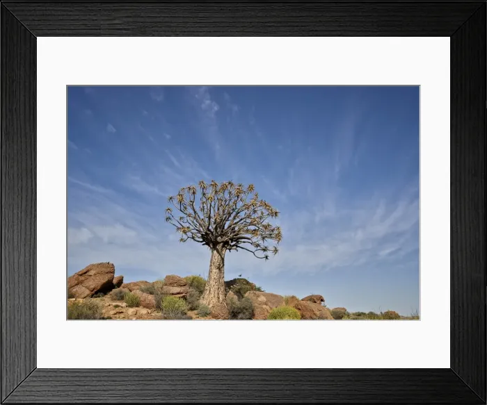 Framed Print : Quiver Tree (Kokerboom) (Aloe dichotoma), Namakwa, Namaqualand, South Africa, Africa Framed Print : Quiver Tree (Kokerboom) (Aloe dichotoma), Namakwa, Namaqualand, South Africa, Africa