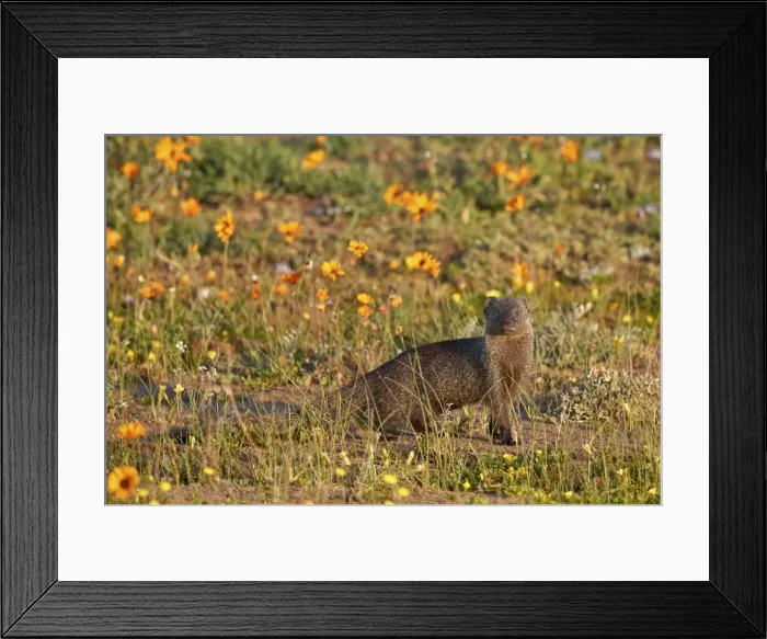 Framed Print : Marsh Mongoose (Atilax paludinosus) among wildflowers, Namaqua National Park, Namakwa Framed Print : Marsh Mongoose (Atilax paludinosus) among wildflowers, Namaqua National Park, Namakwa