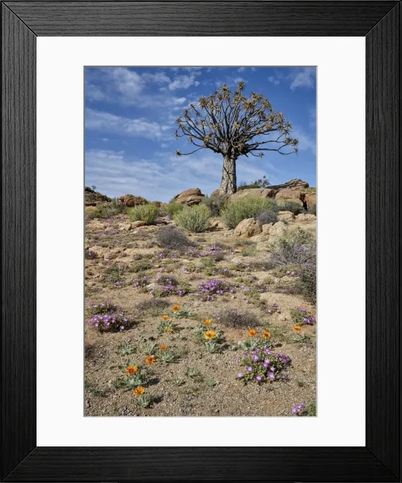 Framed Print : Quiver Tree (Kokerboom) (Aloe dichotoma) with Bittergousblom (Arctotis fastuosa) Framed Print : Quiver Tree (Kokerboom) (Aloe dichotoma) with Bittergousblom (Arctotis fastuosa)