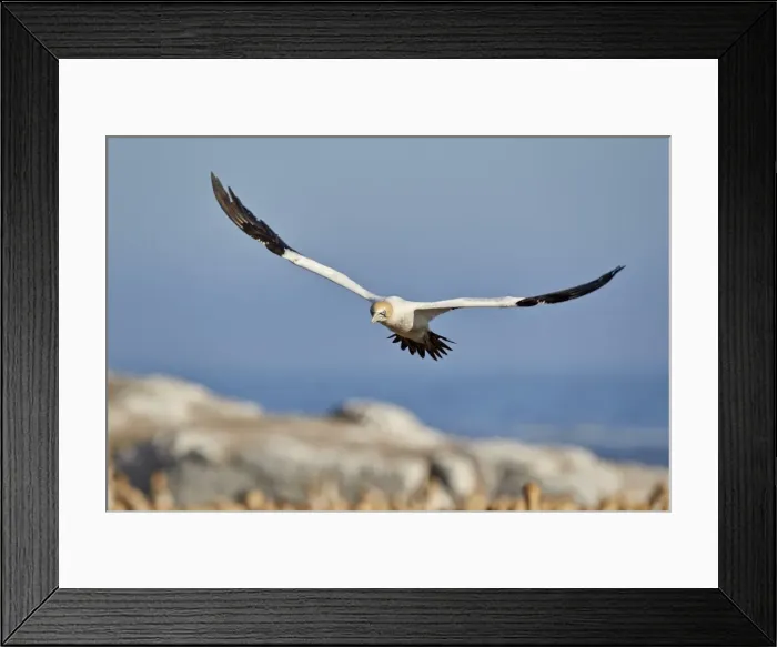 Framed Print : Cape Gannet (Morus capensis) in flight, Bird Island, Lamberts Bay, South Africa, Africa Framed Print : Cape Gannet (Morus capensis) in flight, Bird Island, Lamberts Bay, South Africa, Africa