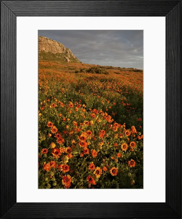 Framed Print : Bittergousblom (Namaqua marigold) (Arctotis fastuosa), Elands Bay, South Africa, Africa Framed Print : Bittergousblom (Namaqua marigold) (Arctotis fastuosa), Elands Bay, South Africa, Africa