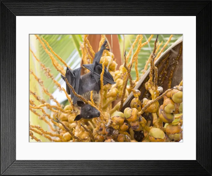 Framed Print : Fruit bat in palm tree, Dhuni Kolhu, Baa Atoll, Republic of Maldives, Indian Ocean, Asia Framed Print : Fruit bat in palm tree, Dhuni Kolhu, Baa Atoll, Republic of Maldives, Indian Ocean, Asia