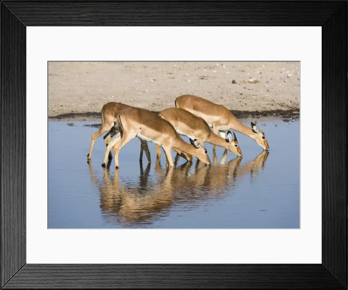 Framed Print : Four impala females (Aepyceros melampus) drinking, Botswana, Africa Framed Print : Four impala females (Aepyceros melampus) drinking, Botswana, Africa