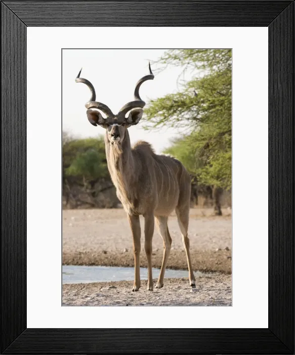 Framed Print : Greater kudu male (Tragelaphus strepsiceros) looking at the camera, Botswana, Africa Framed Print : Greater kudu male (Tragelaphus strepsiceros) looking at the camera, Botswana, Africa