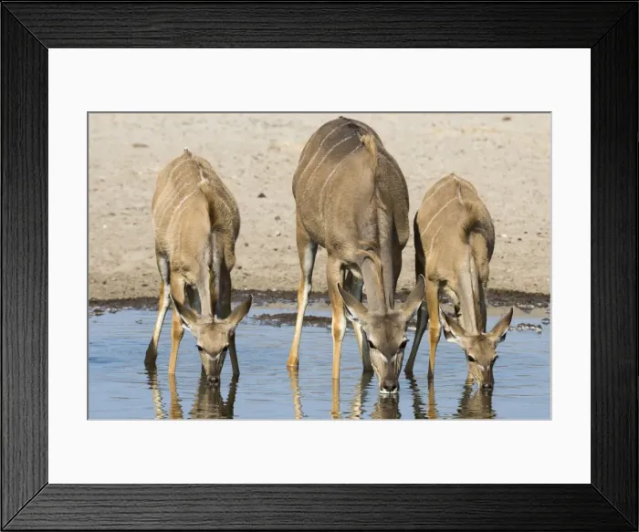 Framed Print : Female greater kudu and young (Tragelaphus strepsiceros) drinking at waterhole, Botswana Framed Print : Female greater kudu and young (Tragelaphus strepsiceros) drinking at waterhole, Botswana