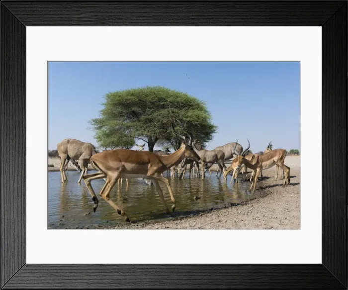Framed Print : Remote camera image of greater kudus (Tragelaphus strepsiceros) and impalas (Aepyceros Framed Print : Remote camera image of greater kudus (Tragelaphus strepsiceros) and impalas (Aepyceros