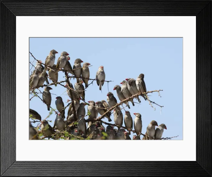 Framed Print : A red-billed quelea flock (Quelea quelea) perched on a tree, Botswana, Africa Framed Print : A red-billed quelea flock (Quelea quelea) perched on a tree, Botswana, Africa