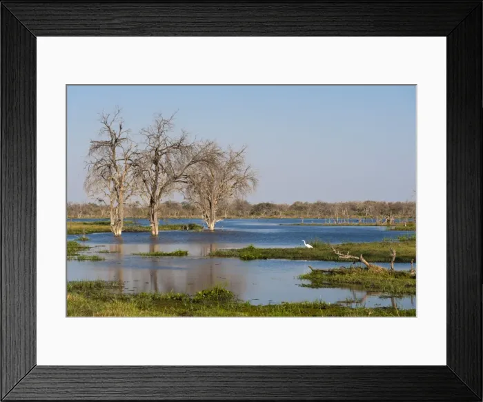 Framed Print : View of the Khwai River in the Okavango Delta, Botswana, Africa Framed Print : View of the Khwai River in the Okavango Delta, Botswana, Africa