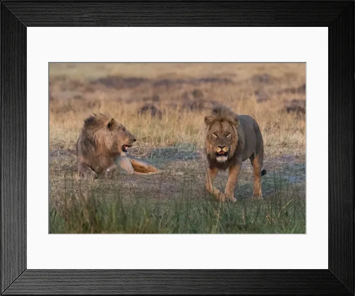 Framed Print : Two lions (Panthera leo) at sunset, Botswana, Africa Framed Print : Two lions (Panthera leo) at sunset, Botswana, Africa