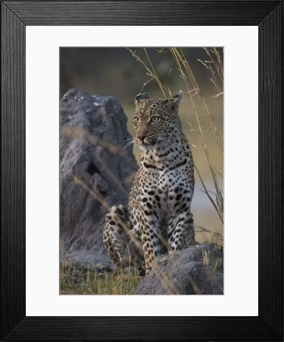 Framed Print : A female leopard (Panthera pardus) standing on a termite mound in the early evening Framed Print : A female leopard (Panthera pardus) standing on a termite mound in the early evening