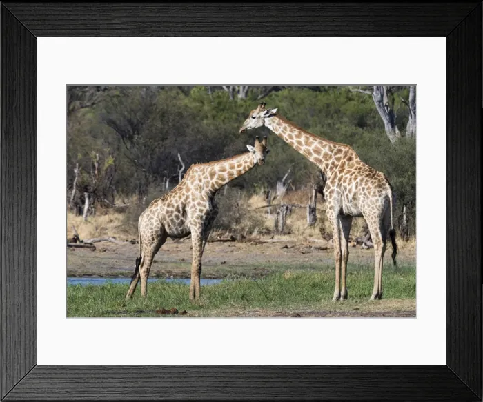 Framed Print : Two southern giraffes (Giraffa camelopardalis) on the Khwai River bank, Botswana, Africa Framed Print : Two southern giraffes (Giraffa camelopardalis) on the Khwai River bank, Botswana, Africa