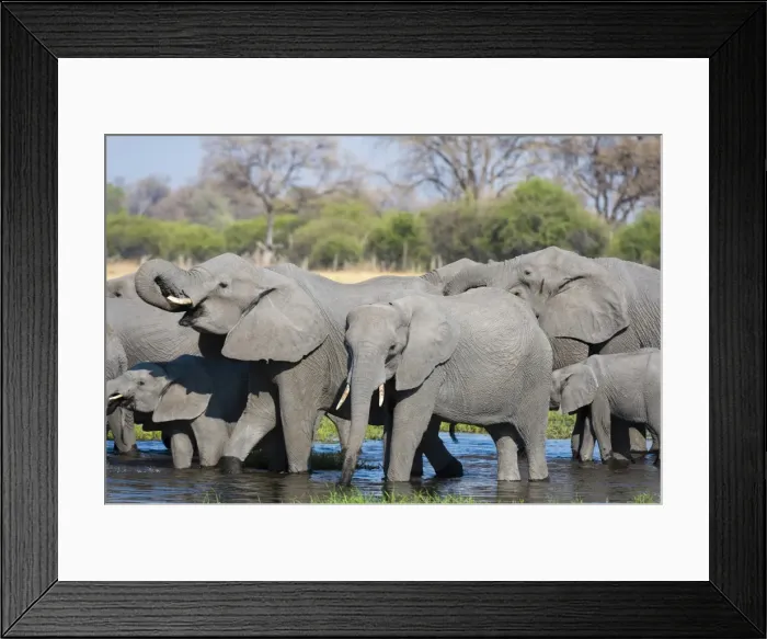 Framed Print : African elephants (Loxodonta africana) drinking in the River Khwai, Botswana, Africa Framed Print : African elephants (Loxodonta africana) drinking in the River Khwai, Botswana, Africa