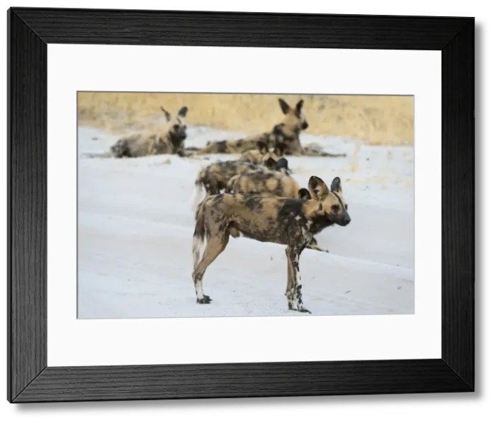 Framed Print : African wild dog (Lycaon pictus), Savuti, Chobe National Park, Botswana, Africa Framed Print : African wild dog (Lycaon pictus), Savuti, Chobe National Park, Botswana, Africa