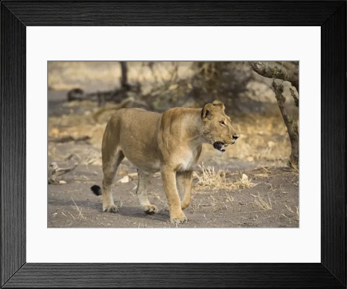 Framed Print : A lioness (Panthera leo) walking, Botswana, Africa Framed Print : A lioness (Panthera leo) walking, Botswana, Africa