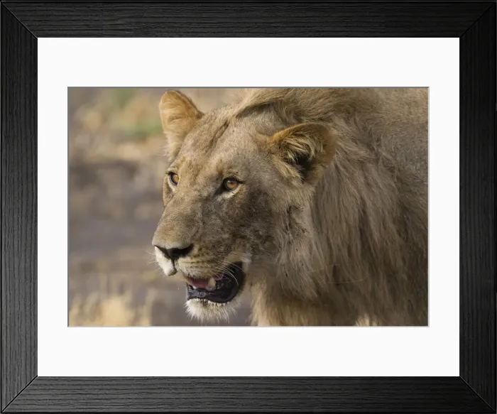 Framed Print : Portrait of a male lion (Panthera leo), Botswana, Africa Framed Print : Portrait of a male lion (Panthera leo), Botswana, Africa