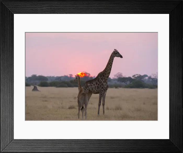 Framed Print : A giraffe with its baby (Giraffa camelopardalis) at sunset, Botswana, Africa Framed Print : A giraffe with its baby (Giraffa camelopardalis) at sunset, Botswana, Africa