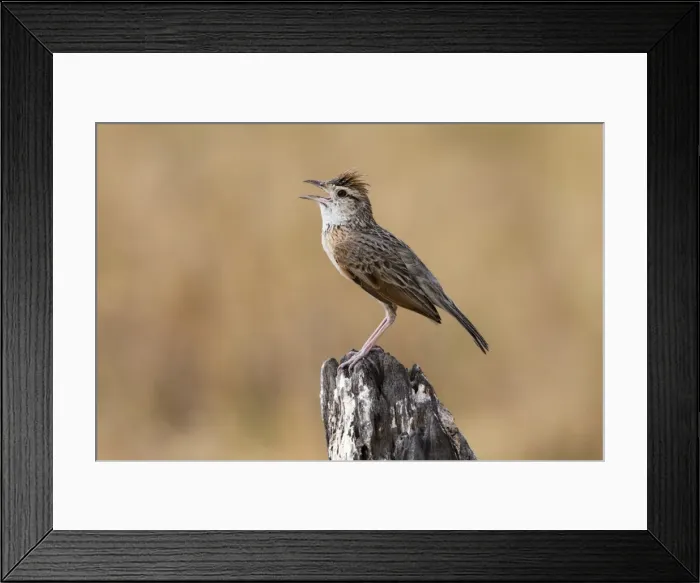 Framed Print : Rufous-naped lark (Mirafra africana), Savuti, Chobe National Park, Botswana, Africa Framed Print : Rufous-naped lark (Mirafra africana), Savuti, Chobe National Park, Botswana, Africa