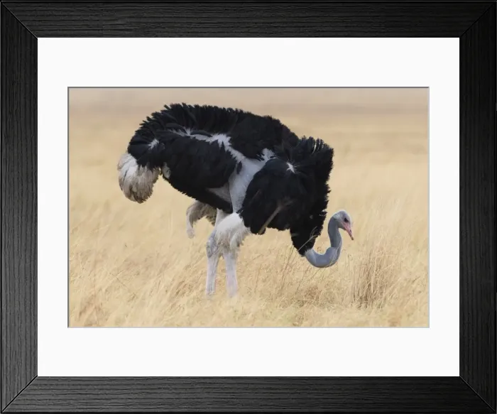 Framed Print : Ostrich (Struthio camelus) male, Savuti, Chobe National Park, Botswana, Africa Framed Print : Ostrich (Struthio camelus) male, Savuti, Chobe National Park, Botswana, Africa