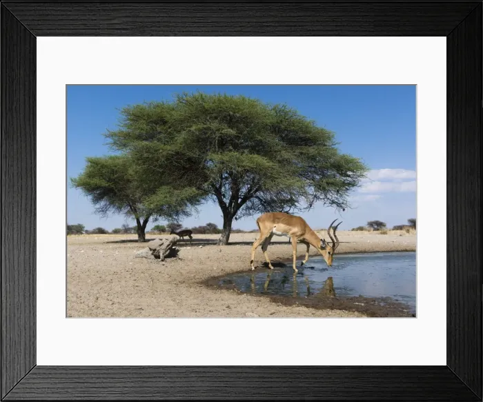 Framed Print : Remote camera image of an impala (Aepyceros melampus) drinking at waterhole, Botswana Framed Print : Remote camera image of an impala (Aepyceros melampus) drinking at waterhole, Botswana