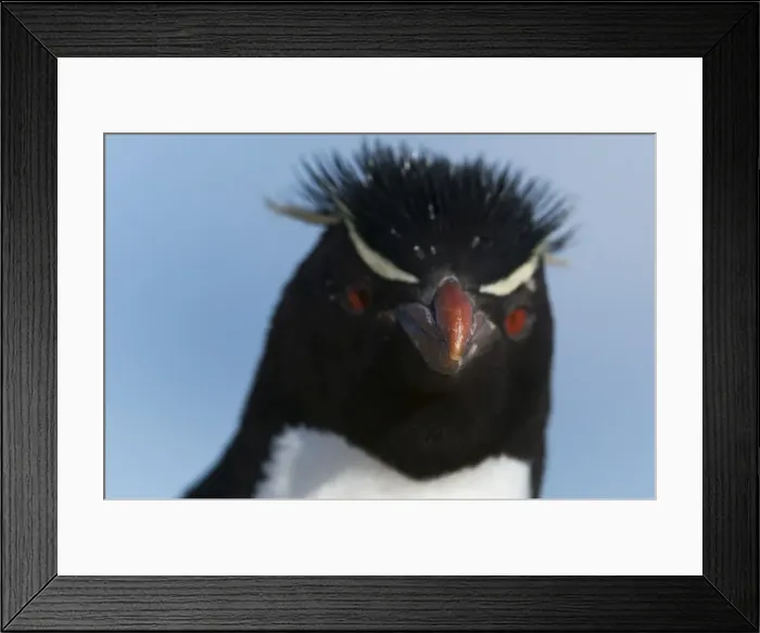 Framed Print : Close up portrait of a rockhopper penguin (Eudyptes chrysocome), Falkland Islands Framed Print : Close up portrait of a rockhopper penguin (Eudyptes chrysocome), Falkland Islands