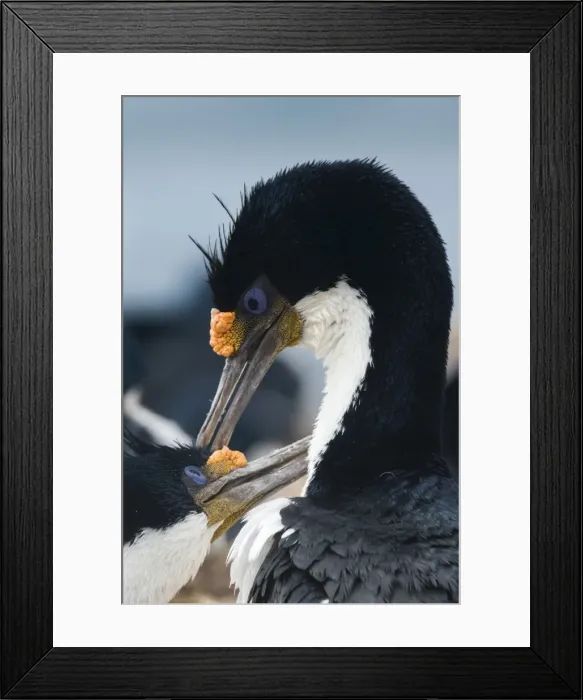 Framed Print : Imperial shags (Leucocarbo atriceps) in courtship display, Falkland Islands, South Framed Print : Imperial shags (Leucocarbo atriceps) in courtship display, Falkland Islands, South