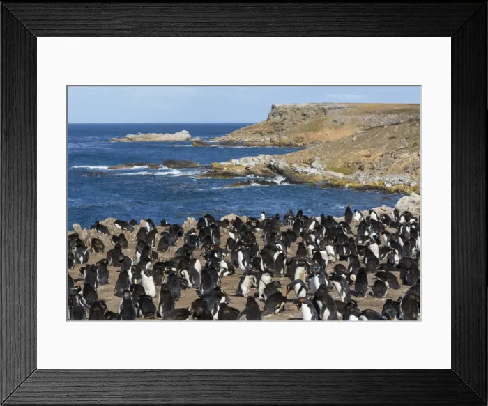 Framed Print : Rockhopper penguin colony (Eudyptes chrysocome), Falkland Islands, South America Framed Print : Rockhopper penguin colony (Eudyptes chrysocome), Falkland Islands, South America