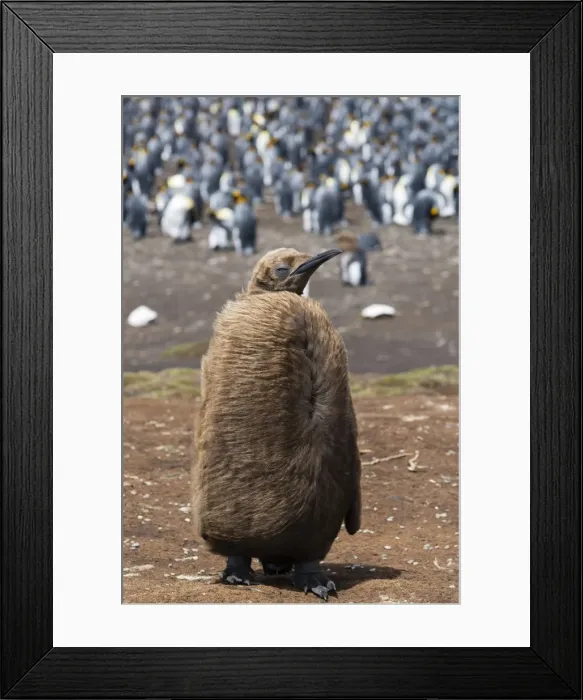 Framed Print : Portrait of a king penguin chick (Aptenodytes patagonica), Falkland Islands, South Framed Print : Portrait of a king penguin chick (Aptenodytes patagonica), Falkland Islands, South