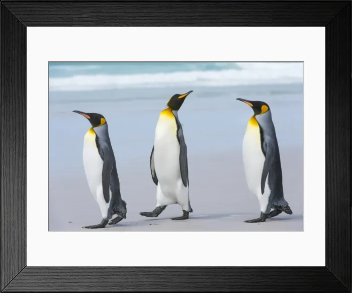 Framed Print : Three king penguins (Aptenodytes patagonica) walking to the sea on a sandy beach Framed Print : Three king penguins (Aptenodytes patagonica) walking to the sea on a sandy beach