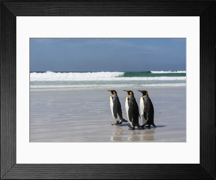 Framed Print : Three king penguins (Aptenodytes patagonica) walking on Volunteer Point beach, Falkland Islands Framed Print : Three king penguins (Aptenodytes patagonica) walking on Volunteer Point beach, Falkland Islands