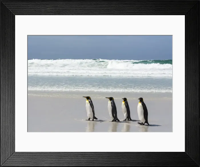 Framed Print : King penguin (Aptenodytes patagonica) on Volunteer Point beach, Falkland Islands Framed Print : King penguin (Aptenodytes patagonica) on Volunteer Point beach, Falkland Islands