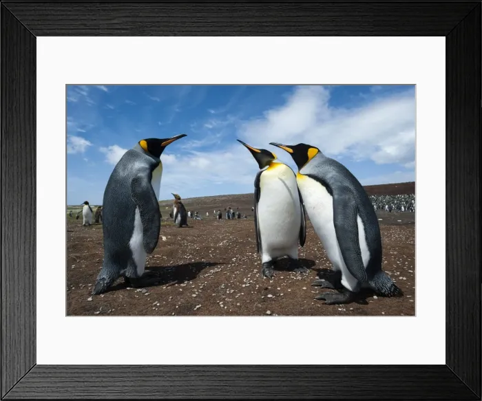 Framed Print : King penguins (Aptenodytes patagonica) fighting, Falkland Islands, South America Framed Print : King penguins (Aptenodytes patagonica) fighting, Falkland Islands, South America