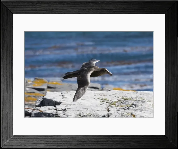 Framed Print : A southern giant petrel (Macronectes giganteus) in flight, Falkland Islands, South Framed Print : A southern giant petrel (Macronectes giganteus) in flight, Falkland Islands, South