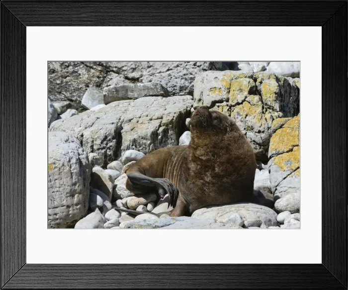 Framed Print : A male southern sea lion (Otaria flavescens), Falkland Islands, South America Framed Print : A male southern sea lion (Otaria flavescens), Falkland Islands, South America