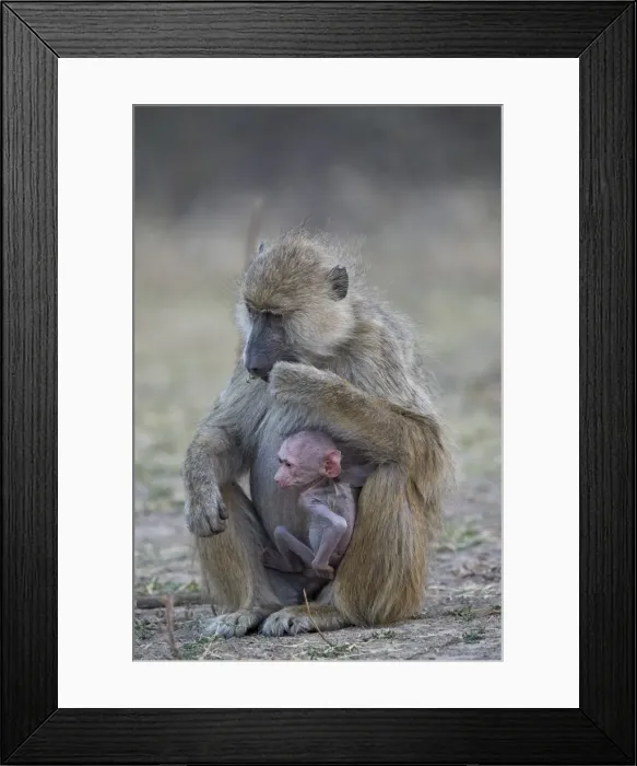 Framed Print : Yellow baboon (Papio cynocephalus) mother and days-old infant, Ruaha National Park Framed Print : Yellow baboon (Papio cynocephalus) mother and days-old infant, Ruaha National Park
