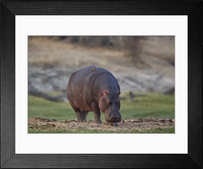 Framed Print : Hippopotamus (Hippopotamus amphibius), Ruaha National Park, Tanzania, East Africa, Africa Framed Print : Hippopotamus (Hippopotamus amphibius), Ruaha National Park, Tanzania, East Africa, Africa