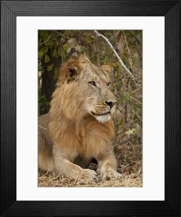 Framed Print : Male lion (Panthera leo), Ruaha National Park, Tanzania, East Africa, Africa Framed Print : Male lion (Panthera leo), Ruaha National Park, Tanzania, East Africa, Africa