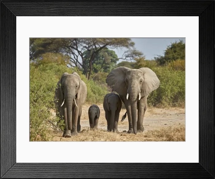 Framed Print : African elephant (Loxodonta africana) group, Ruaha National Park, Tanzania, East Africa Framed Print : African elephant (Loxodonta africana) group, Ruaha National Park, Tanzania, East Africa