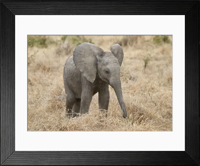 Framed Print : Baby African elephant (Loxodonta africana), Ruaha National Park, Tanzania, East Africa Framed Print : Baby African elephant (Loxodonta africana), Ruaha National Park, Tanzania, East Africa