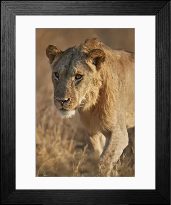 Framed Print : Lion (Panthera leo), Ruaha National Park, Tanzania, East Africa, Africa