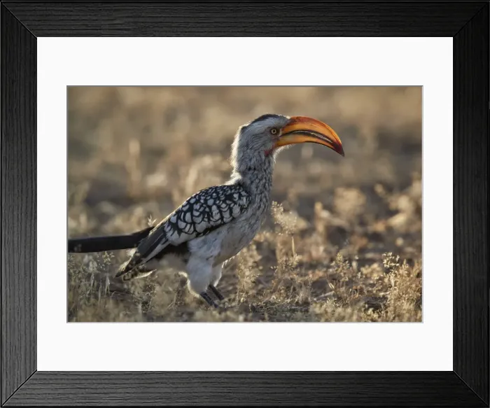 Framed Print : Southern yellow-billed hornbill (Tockus leucomelas), Kgalagadi Transfrontier Park Framed Print : Southern yellow-billed hornbill (Tockus leucomelas), Kgalagadi Transfrontier Park