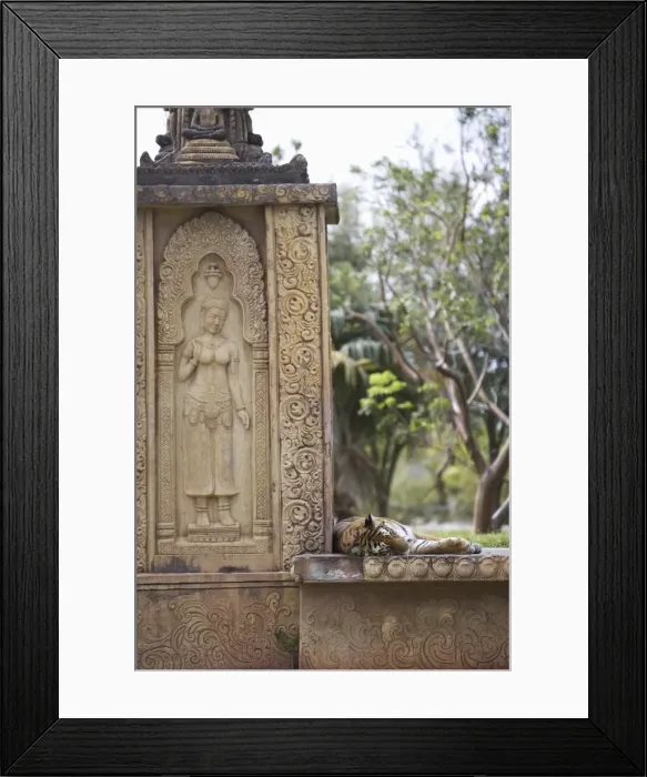 Framed Print : Bengal Tiger at Miami Metro Zoo Framed Print : Bengal Tiger at Miami Metro Zoo