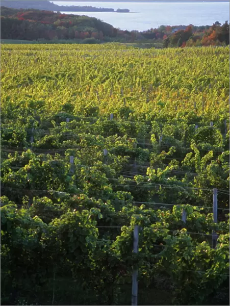 Vineyards near Traverse City