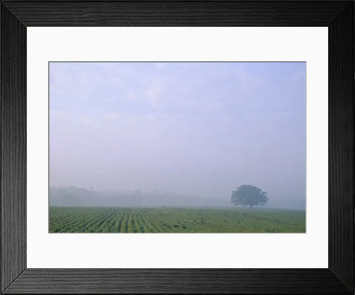 Framed Print : Crops and tree near Sand Lake Framed Print : Crops and tree near Sand Lake