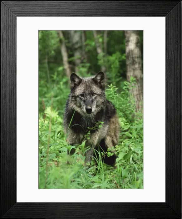 Framed Print : Gray wolf (Canis lupus) Framed Print : Gray wolf (Canis lupus)