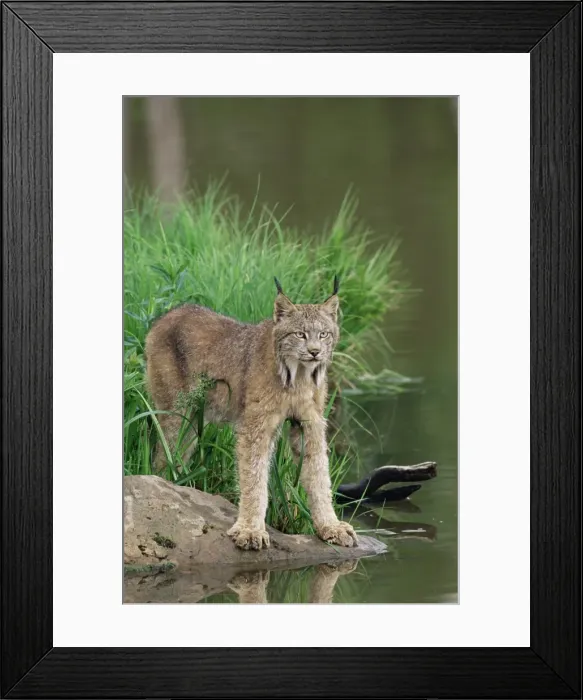 Framed Print : Lynx (Lynx canadensis) Framed Print : Lynx (Lynx canadensis)