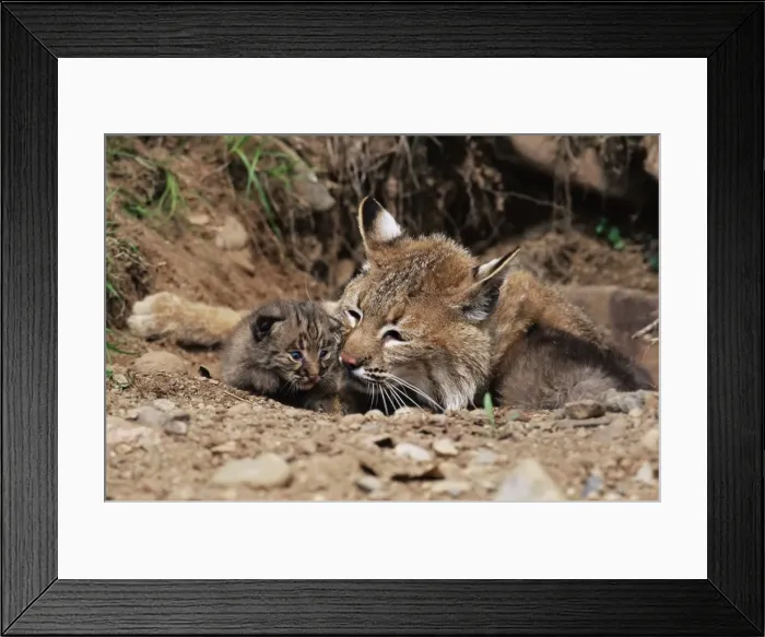 Framed Print : Bobcat (Lynx nufus) mother with 21 day old kittens Framed Print : Bobcat (Lynx nufus) mother with 21 day old kittens