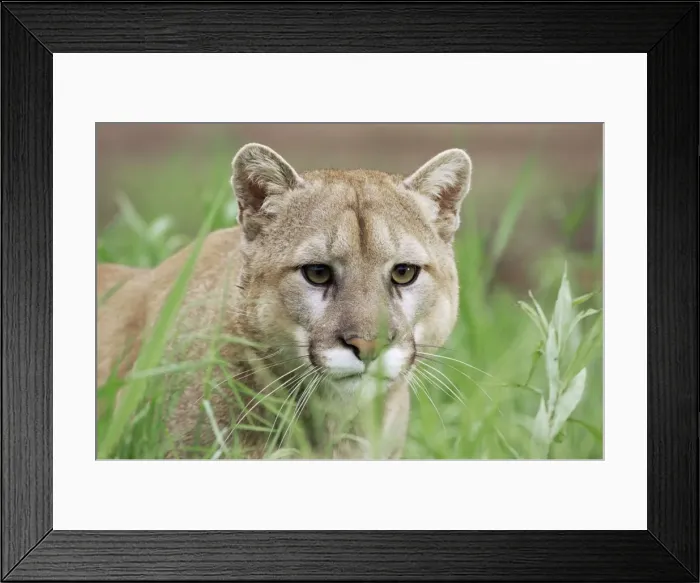 Framed Print : Mountain lion (Felis concolor) Framed Print : Mountain lion (Felis concolor)